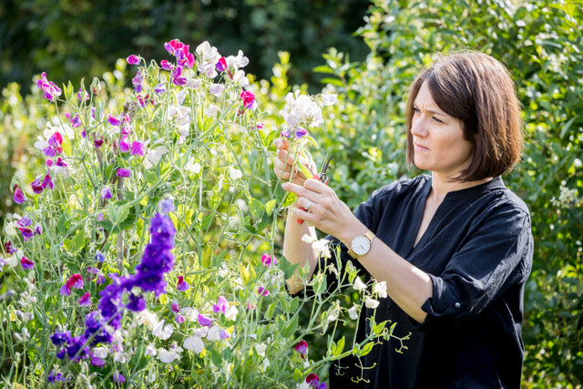 Lathyrus reukerwtjes in hand met knipschaar