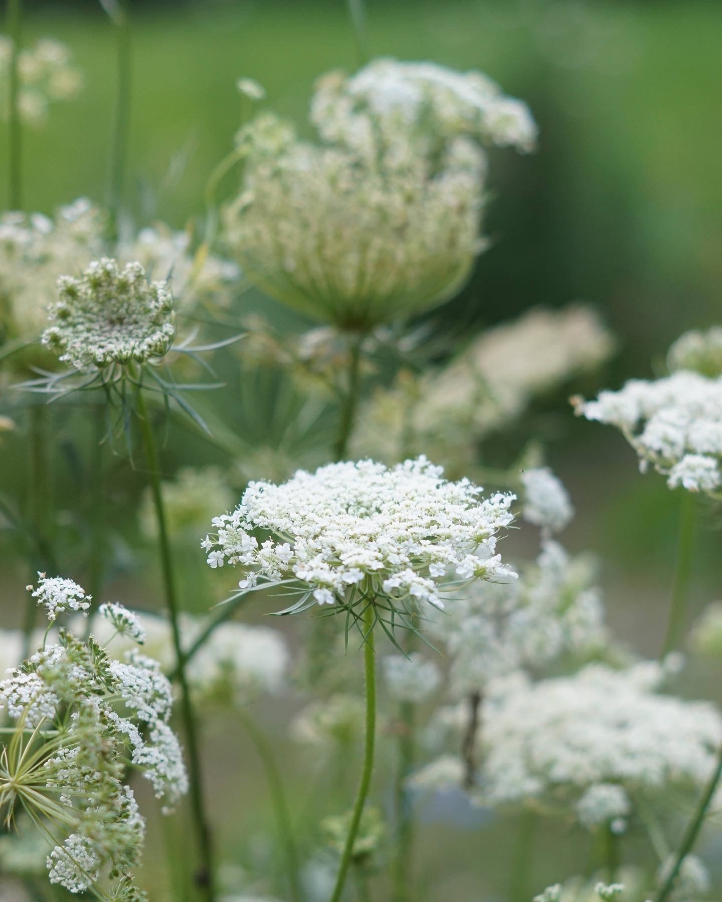 Tweejarige bloemzaden kopen? | Voor in de tuin of op balkon Tweejarige bloemzaden kopen? | Voor in de tuin of op balkon