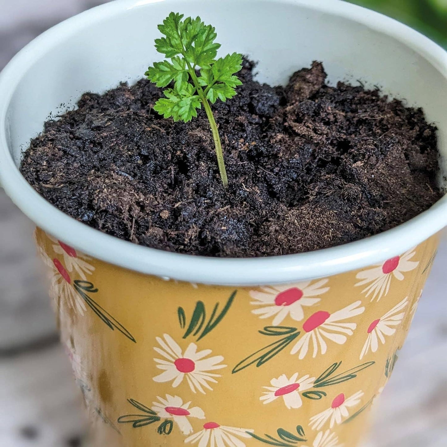 Kruidenpotjes met schaaltje – set van 3
