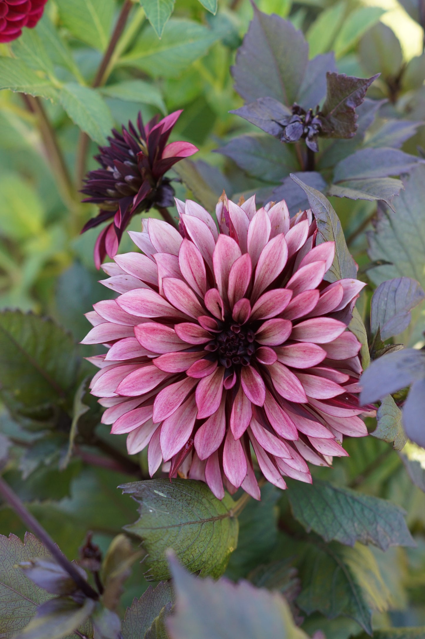Mini workshop: dahlia knollen splitsen (breng je eigen knollen mee)