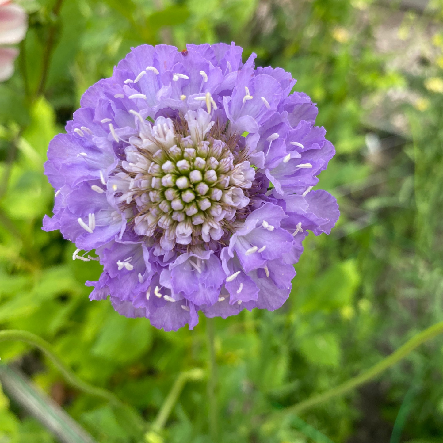 Scabiosa atropurpurea 'Oxford Blue'