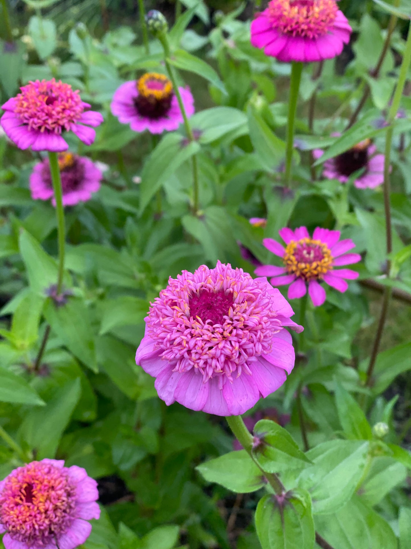 Zinnia Zinderella Violet