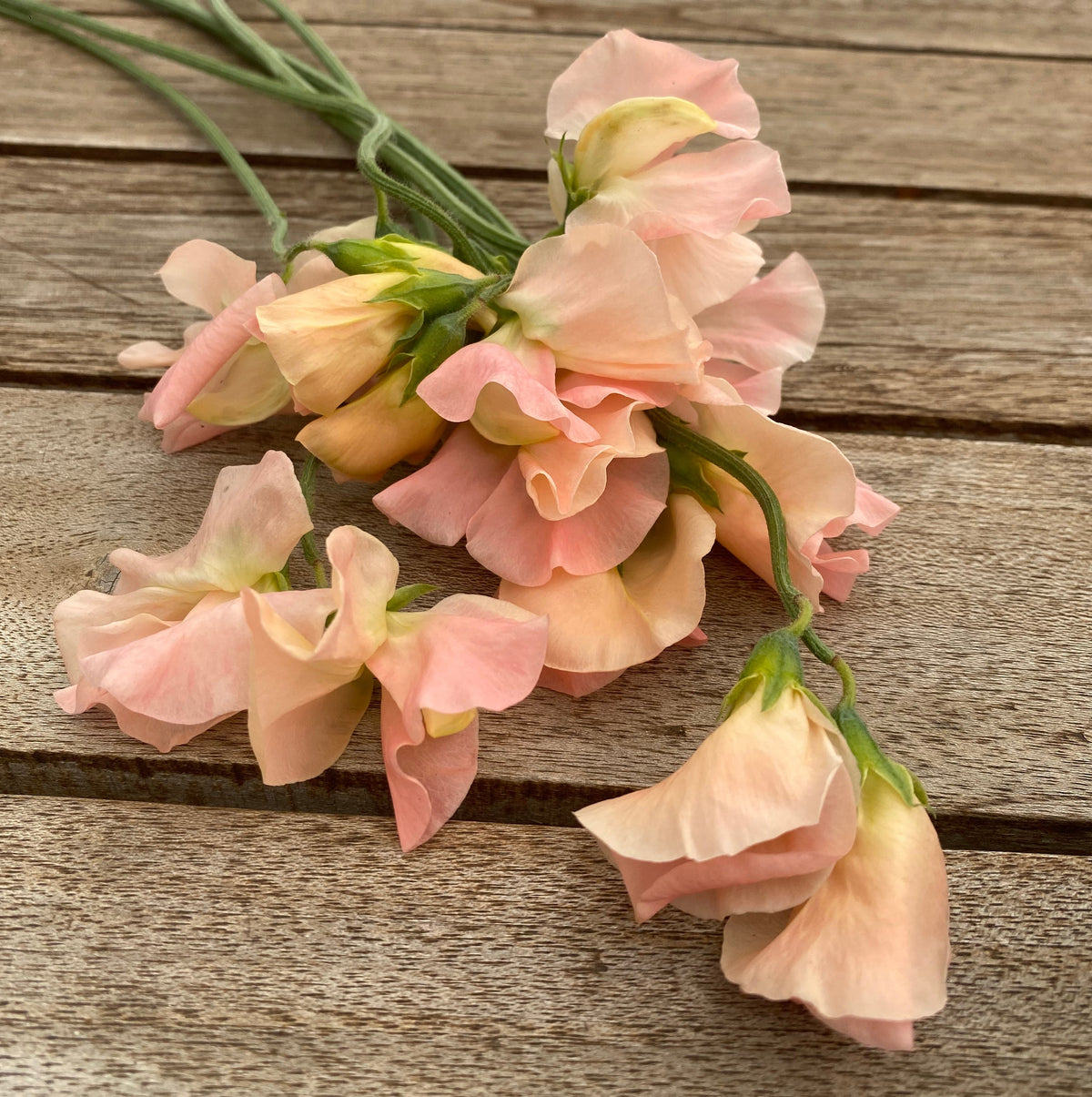 Lathyrus odoratus – Duftwicke „Castlewellan“ – 1 Päckchen pro Kunde