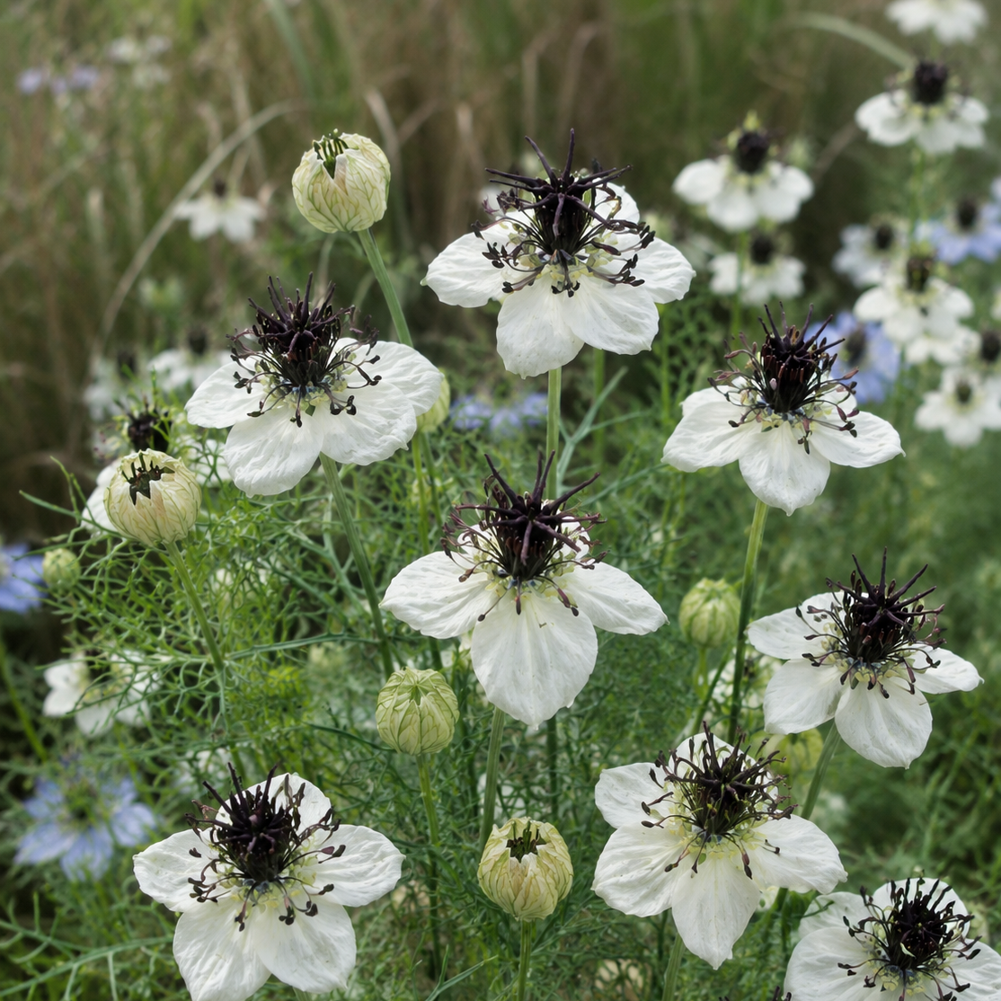 Nigella papillosa „Eclipse“ – Jungfer im Grünen