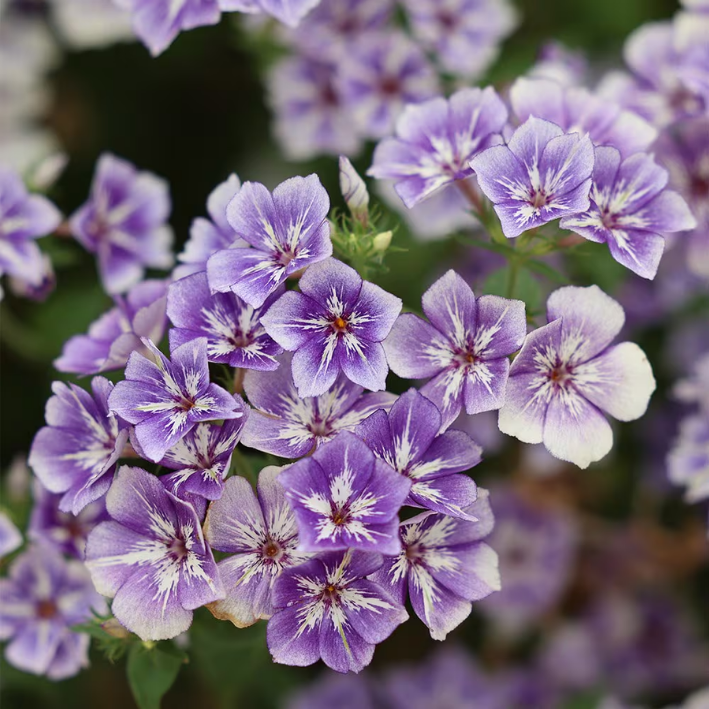 Phlox drummondii „Sugar Stars“