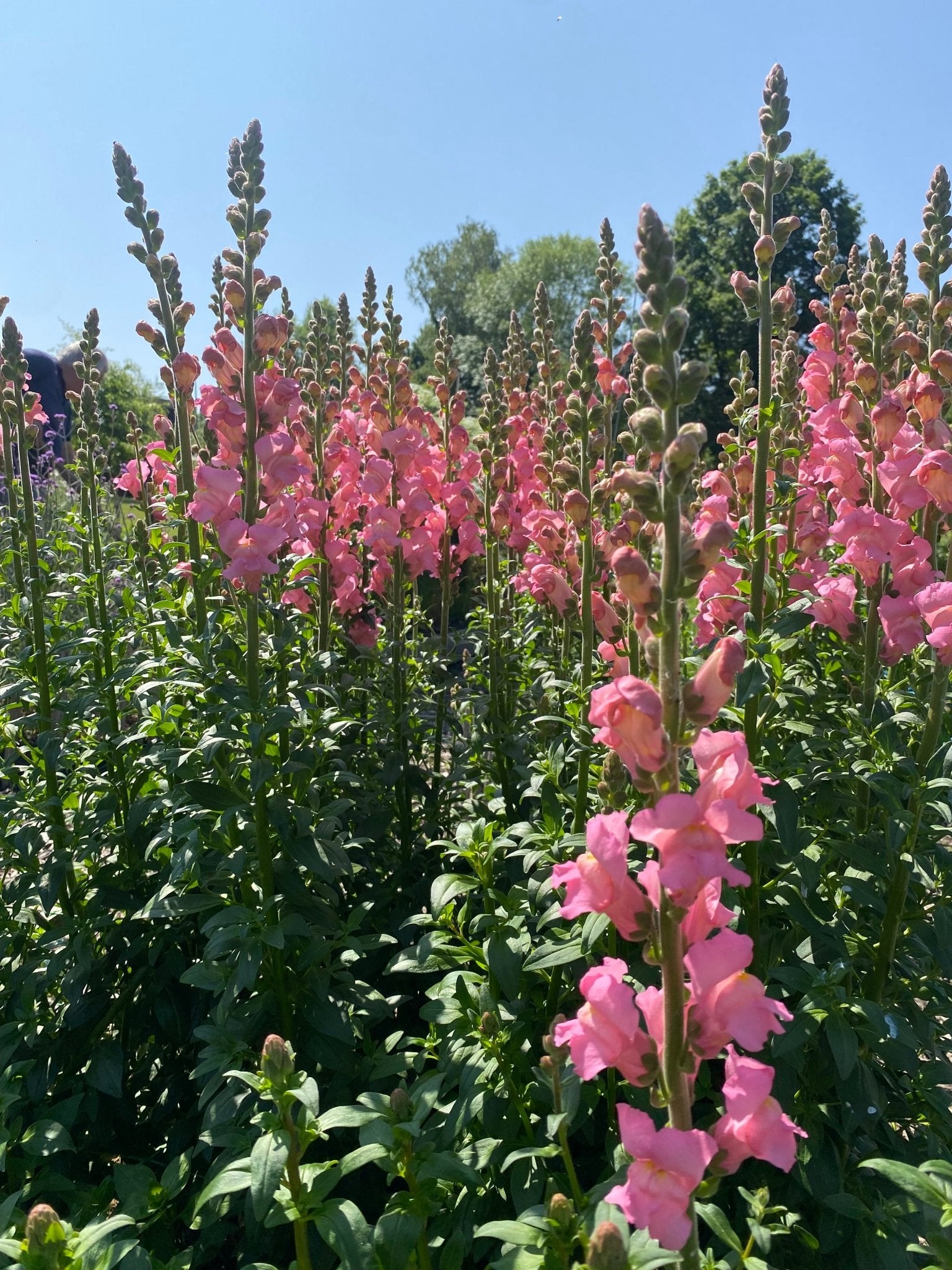 Antirrhinum majus