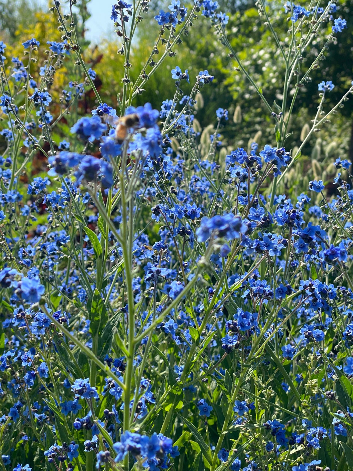 Chinese vergeet - me - nietjes "Blue showers" - Tuinkabouter Chrisje