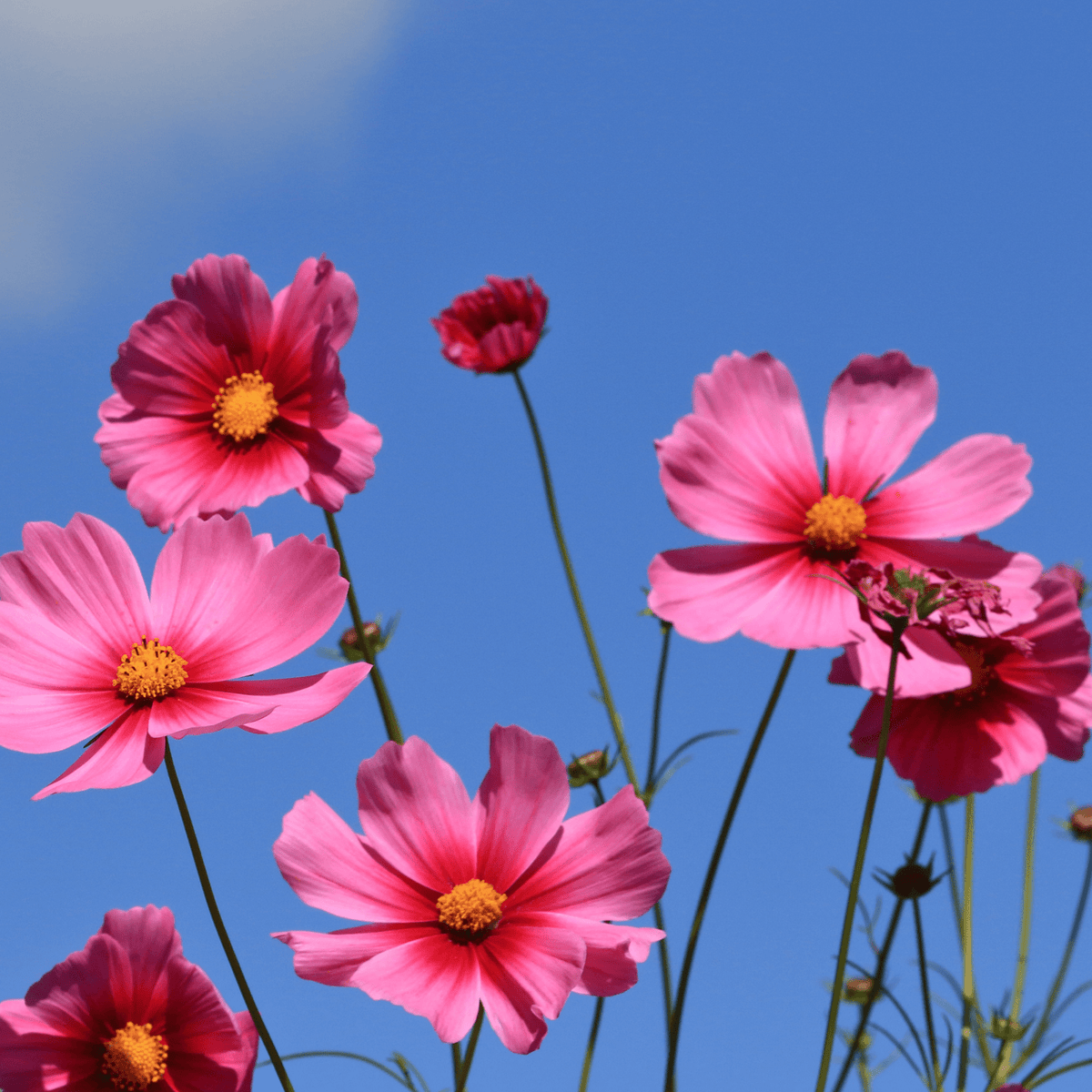 Cosmos bipinnatus ‘Antiquity’ - Tuinkabouter Chrisje