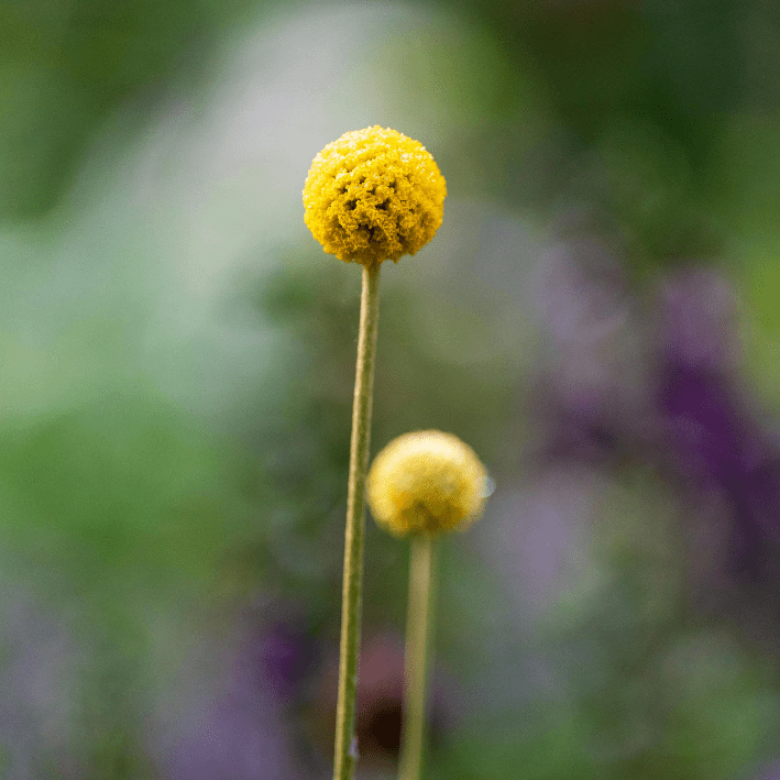 Craspedia Globosa Drumstick seeds – Tuinkabouter Chrisje