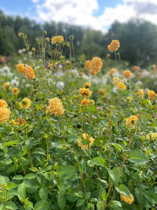 Dahlia Golden Scepter - Tuinkabouter Chrisje