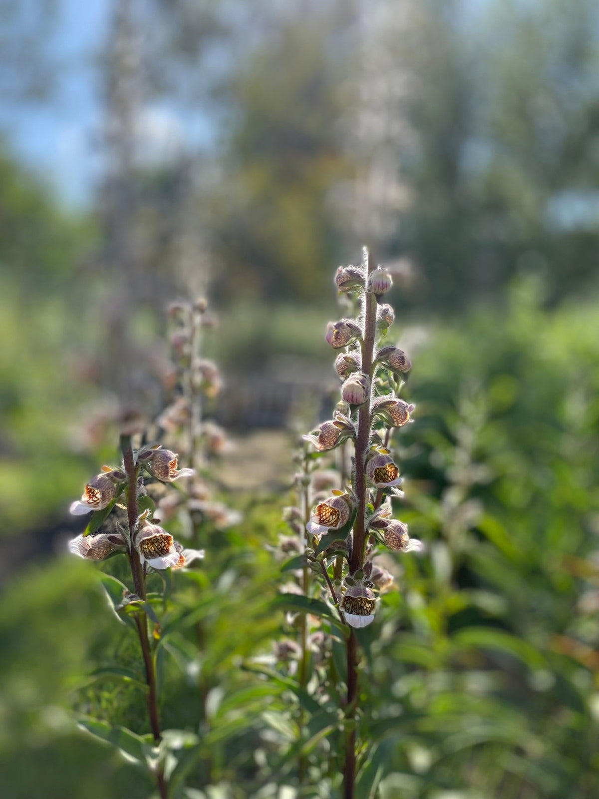 Digitalis lanata 'Café Crème' - Tuinkabouter Chrisje