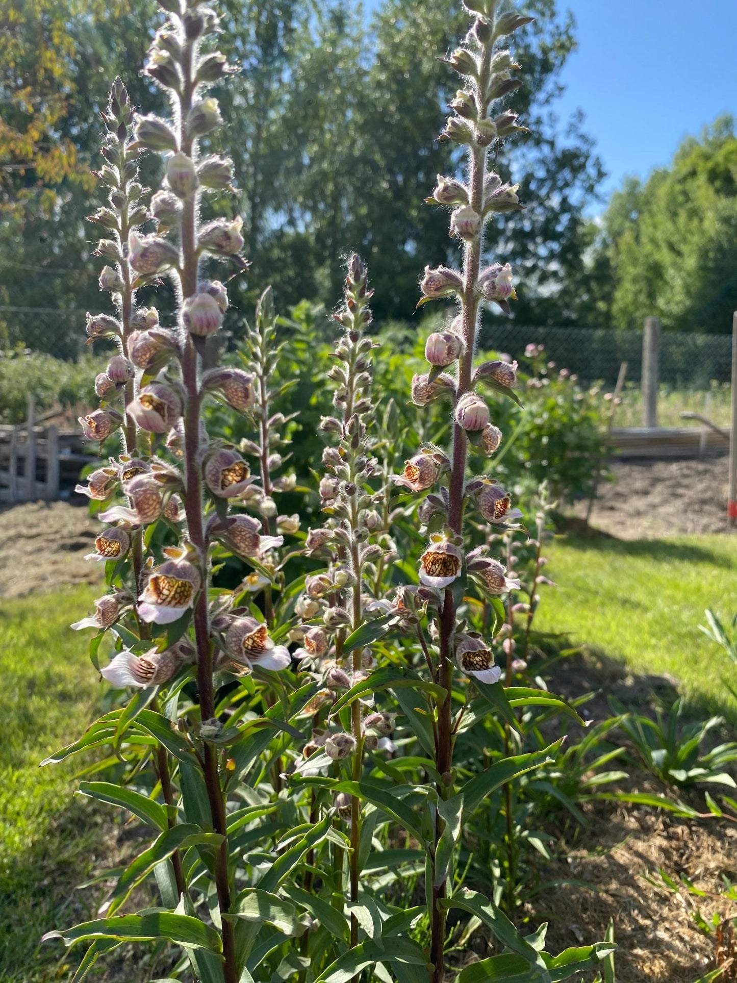 Digitalis lanata 'Café Crème' - Tuinkabouter Chrisje