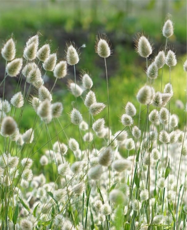 Lagurus Ovatus Hazenstaart Samen – Tuinkabouter Chrisje