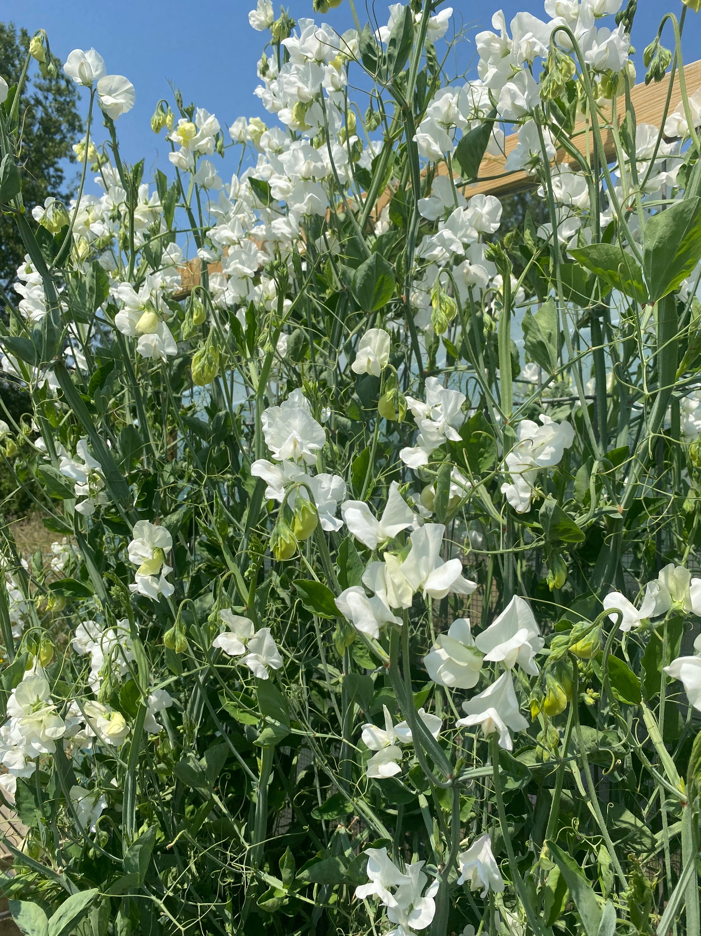 Lathyrus Odoratus - Sweet Sweet Pea Spring Sunshine White