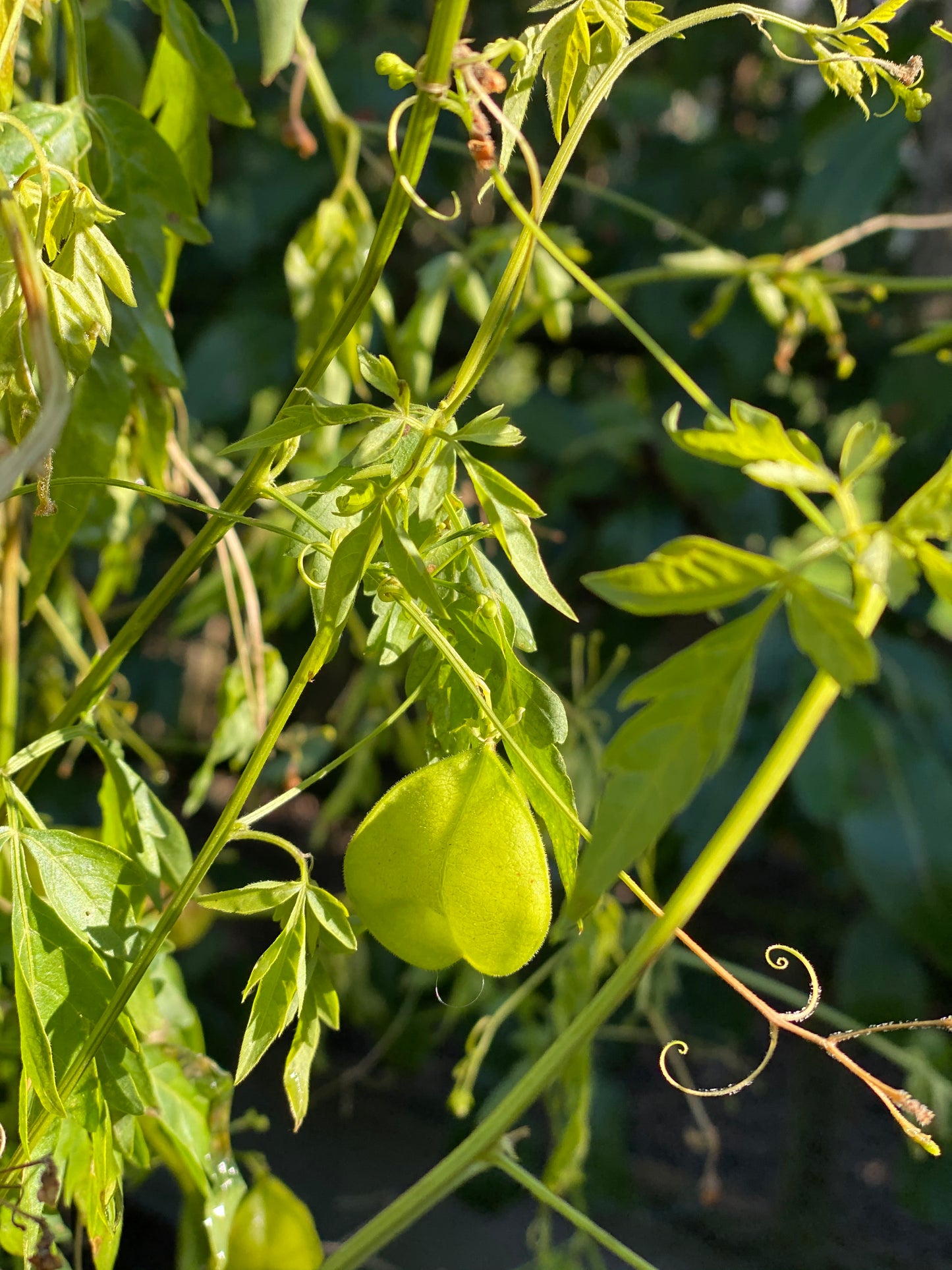 Semis Love-in-a-puff - 3 pièces