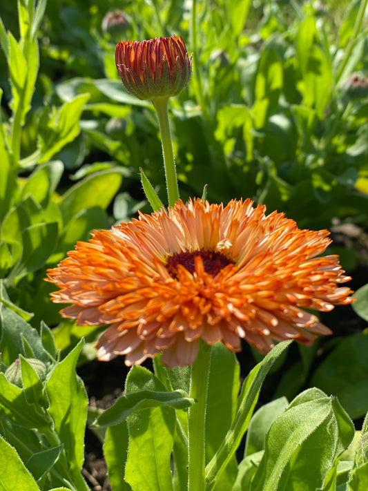 Calendula Pygmy Buff (calendula)