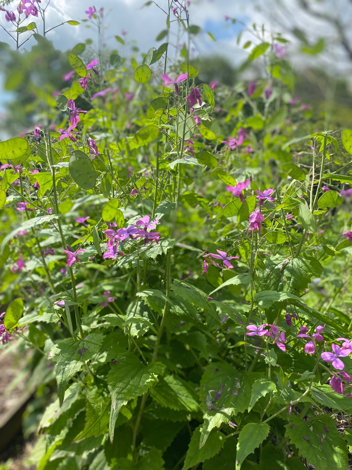 Lunaria annua (biennis) - Judas coin