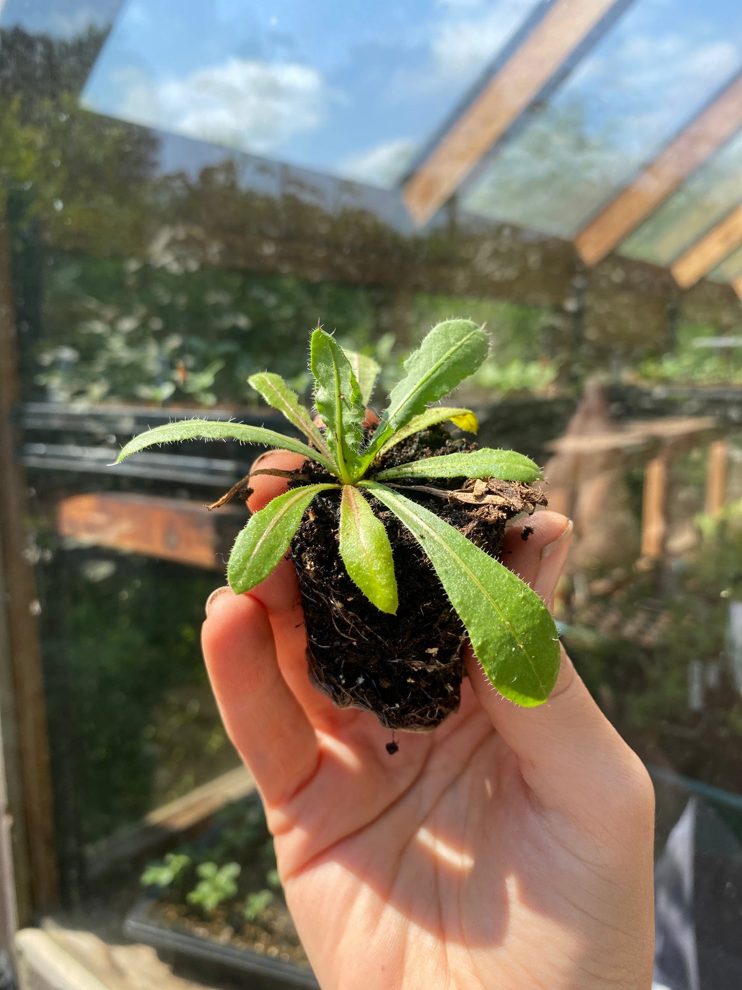 Snapdragon Seedling Potomac Appleblossom - 5 pièces