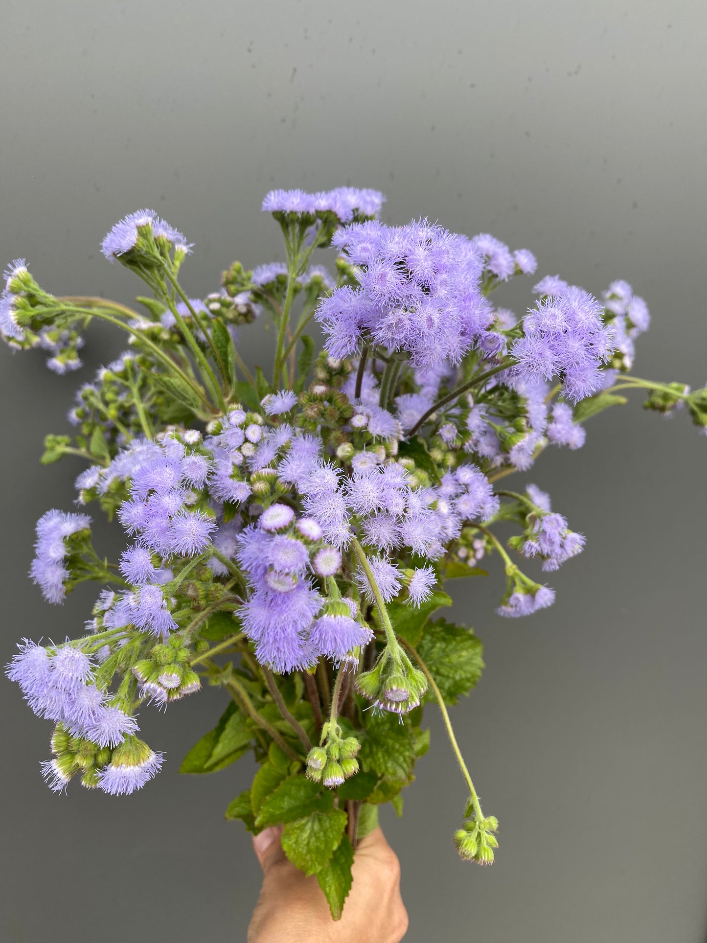 Ageratum houstonianum Mischung