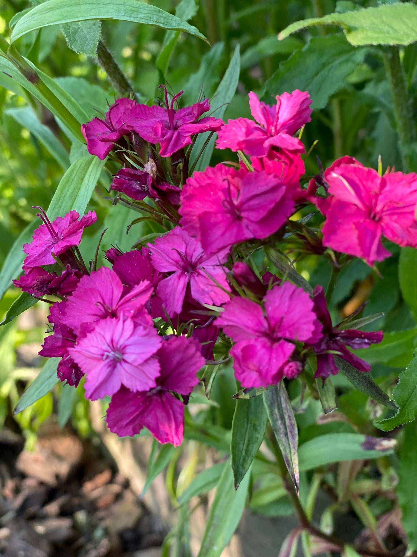 Dianthus Barbatus *Super Duplex Mix*