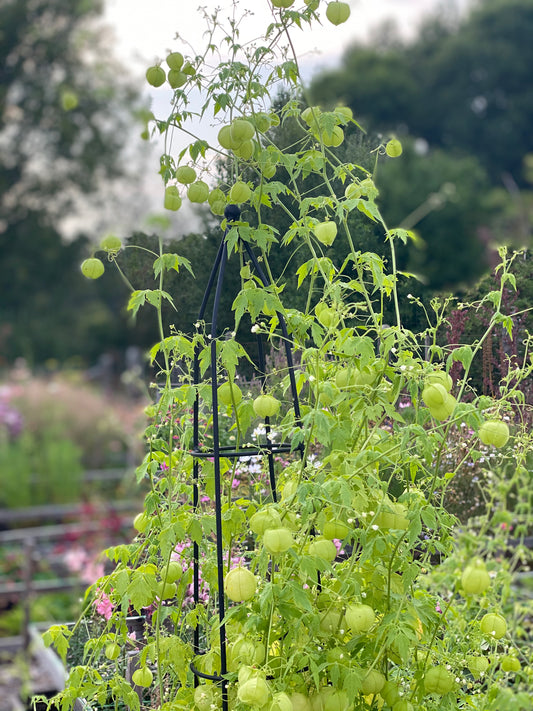 Zaailing Love-in-a-puff - 3 Stück