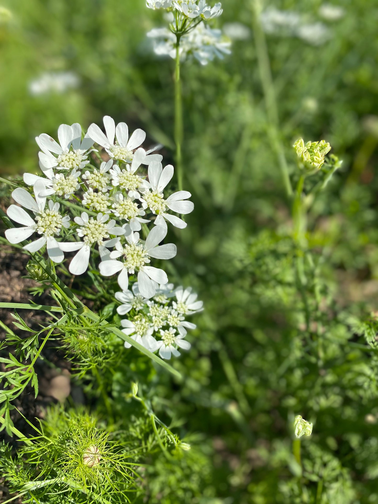 Orlaya Grandiflora