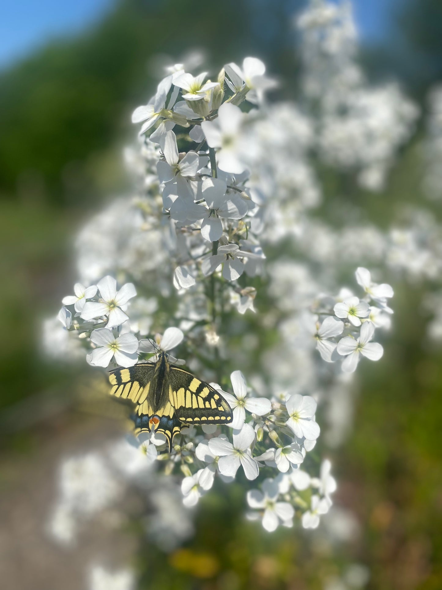 Hesperis Matronalis - Mix White and Lavender
