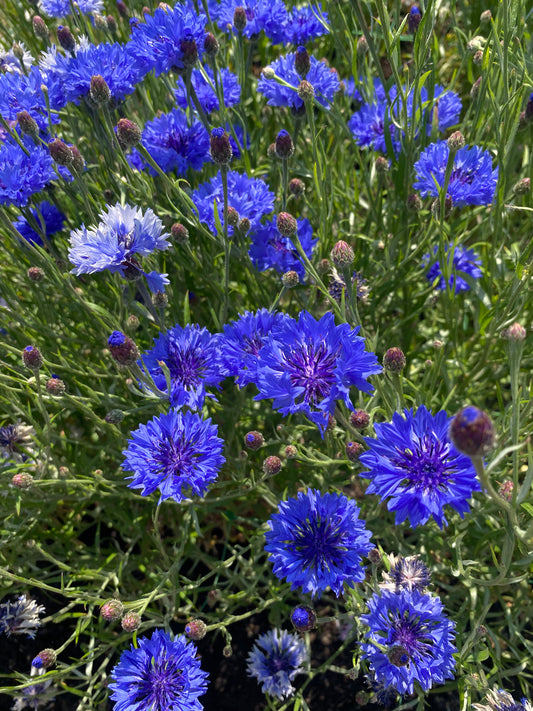 Kornblume - Centaurea cyanus 'Ball Mix'