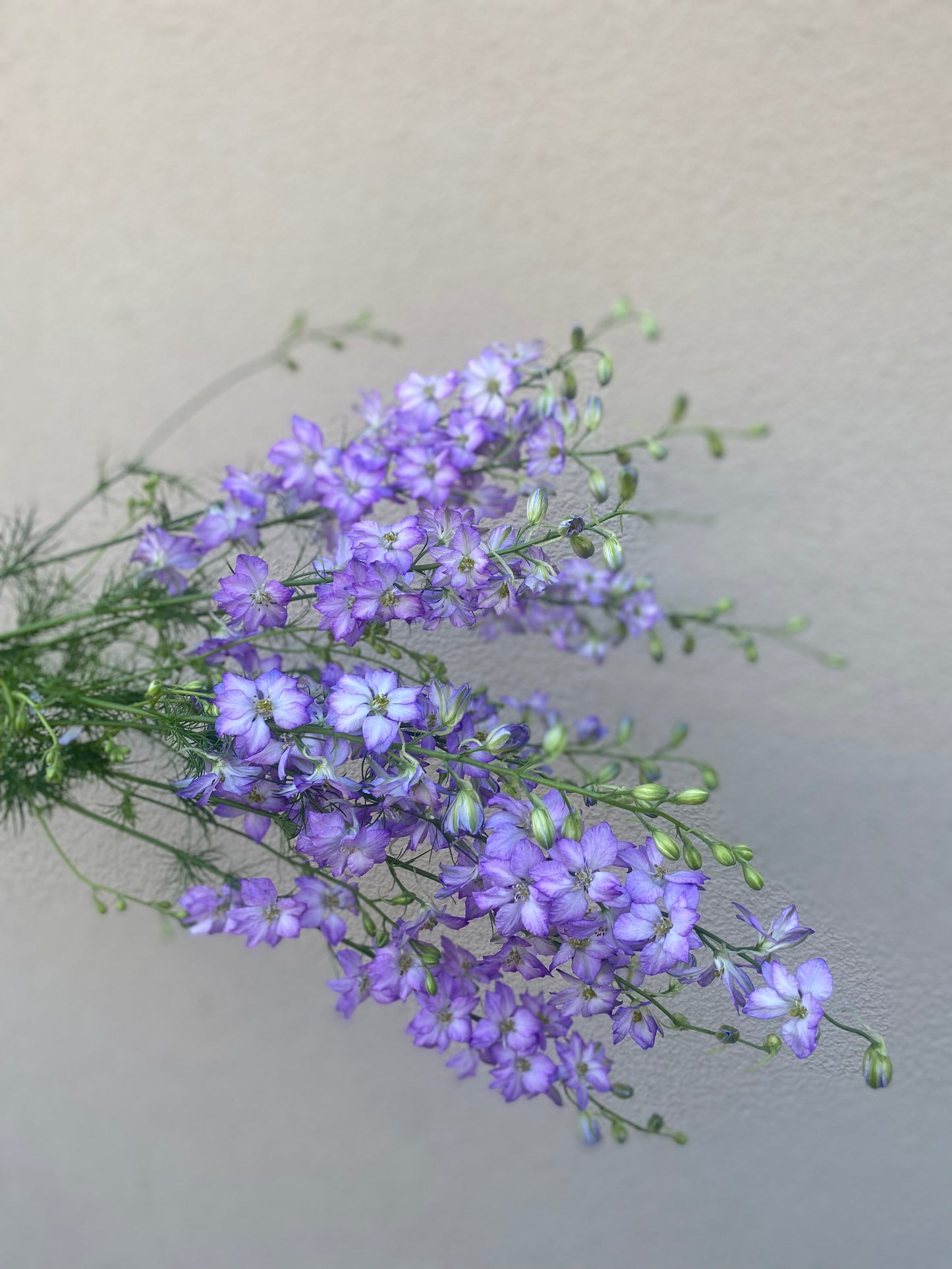 Delphinium Consolida Fancy Purple Picotee (ridderspoor)