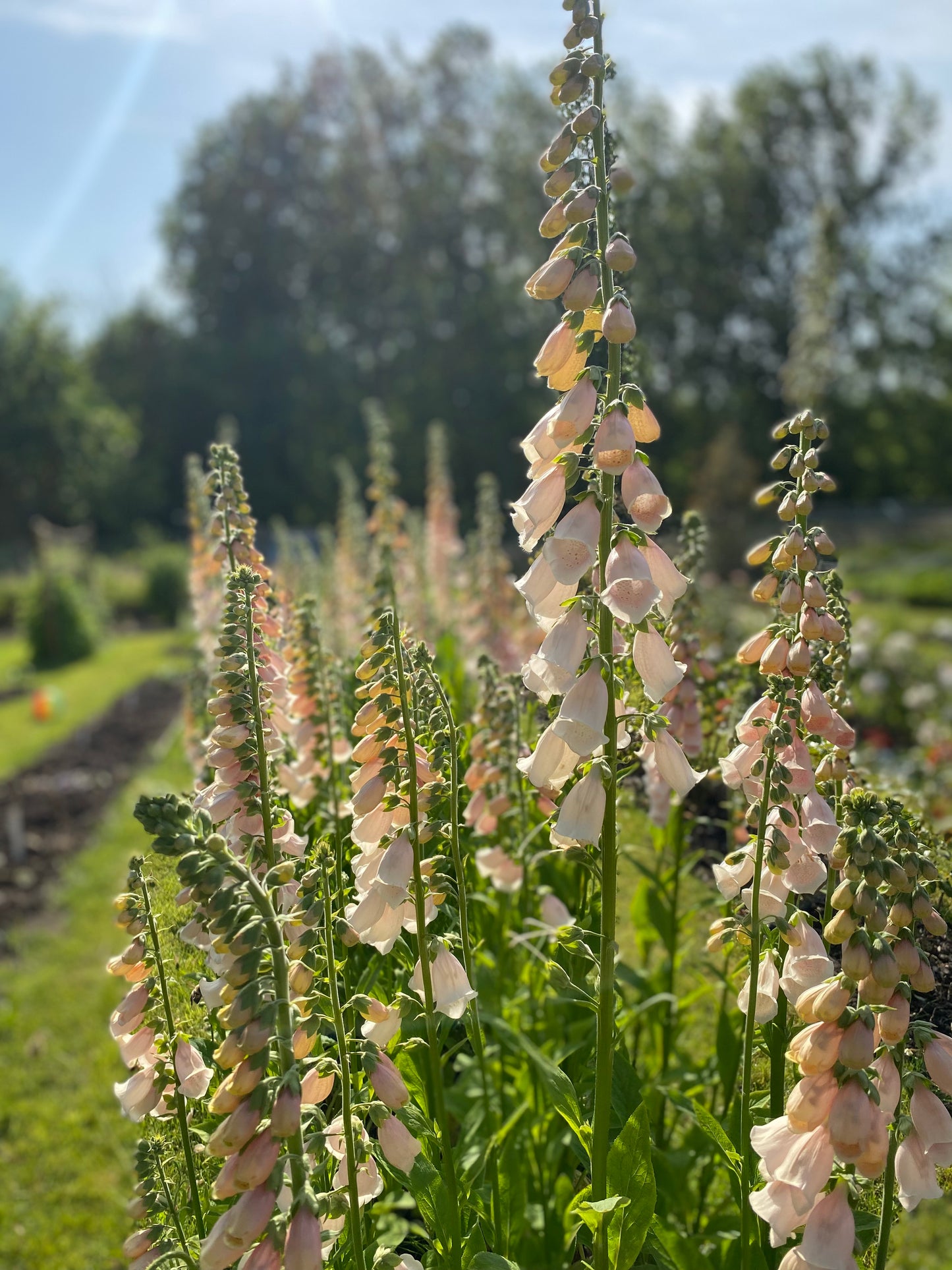 Foxglove - Digitalis purpurea "Apricot Delight/ Beauty"