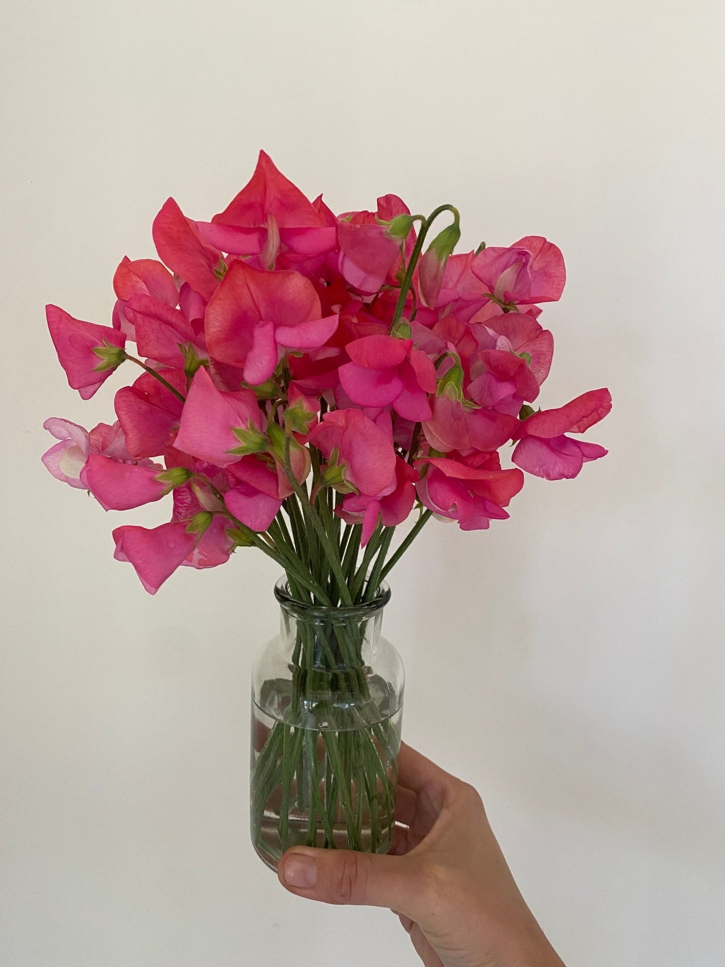 Lathyrus Odoratus - Reukerwt 'Miss Wilmott' - Tuinkabouter Chrisje