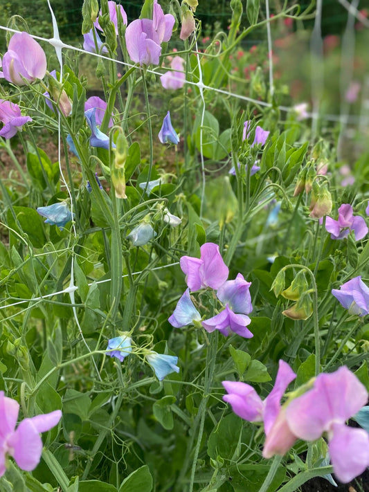 Lathyrus Odoratus - Reukerwt "Turquoise Lagoon" - Tuinkabouter Chrisje