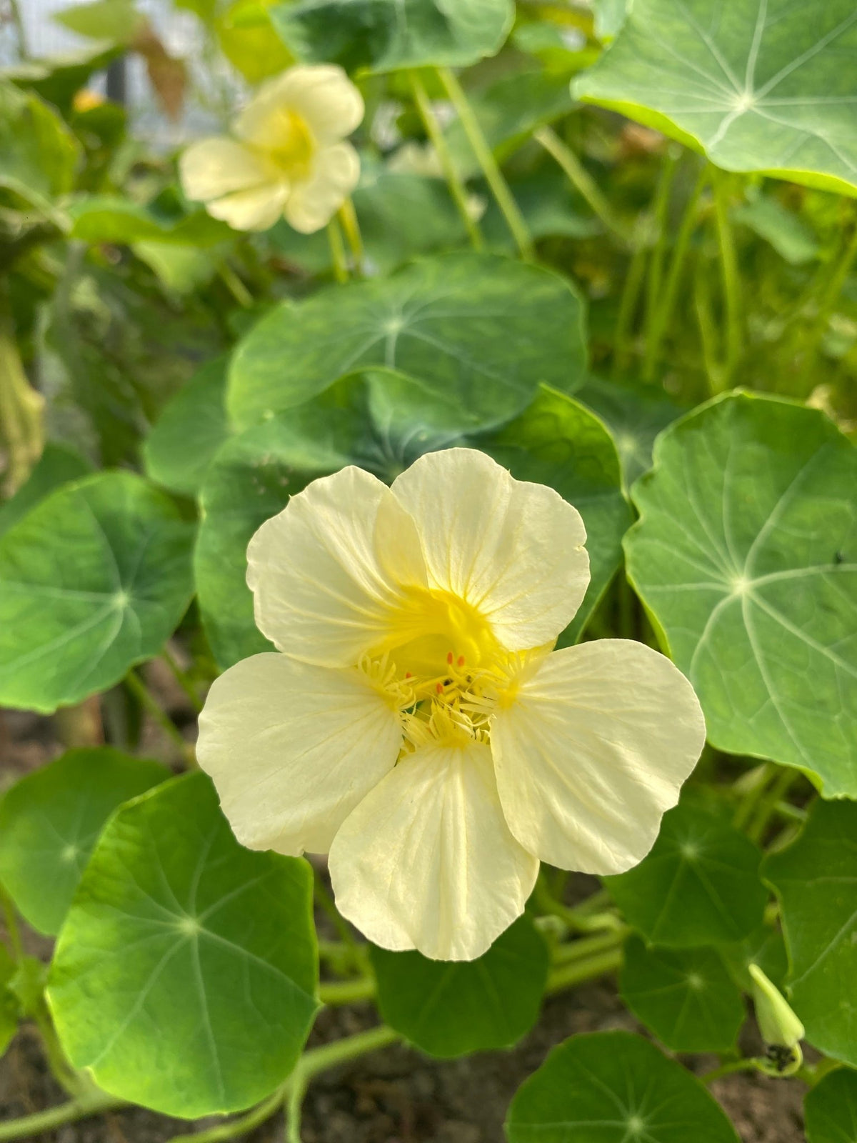 Nasturtium - Tropaeolum majus Milkmaid - Tuinkabouter Chrisje