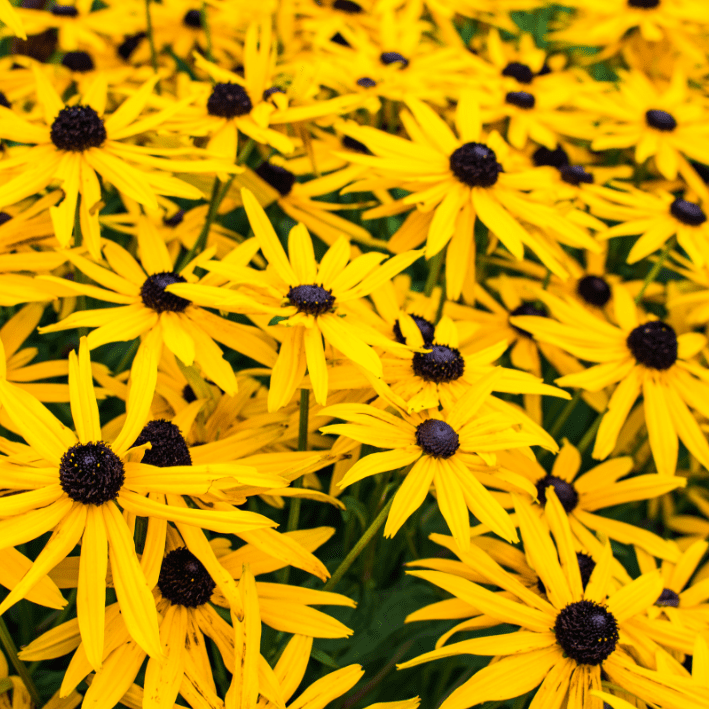Rudbeckia fulgida Goldsturm - zonnehoed - Tuinkabouter Chrisje