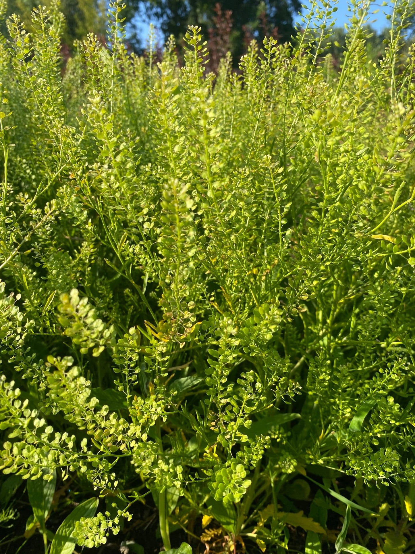 Thlaspi 'Green Bell' - Tuinkabouter Chrisje