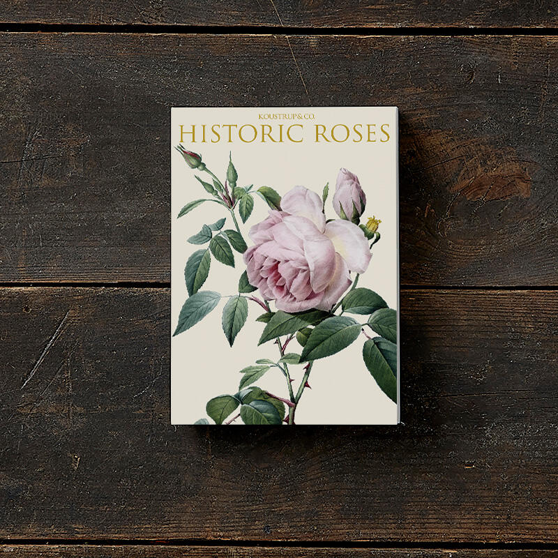 Wenskaarten "Historic Roses" - Set van 8 kaarten met enveloppe - Tuinkabouter Chrisje