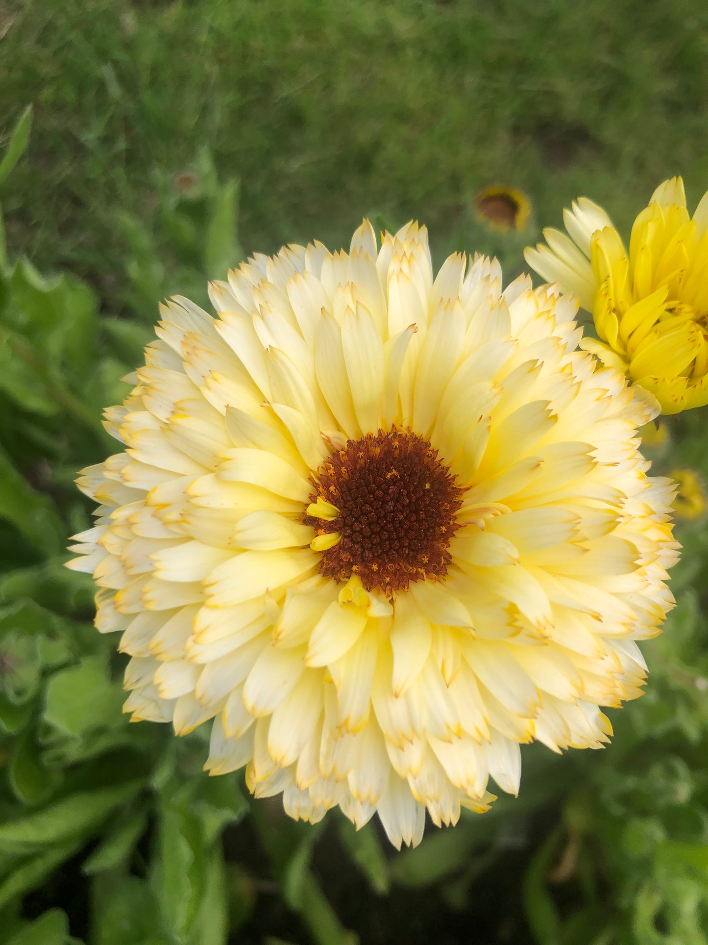Crèmekleurige goudsbloemen voor borders en snijbloemen