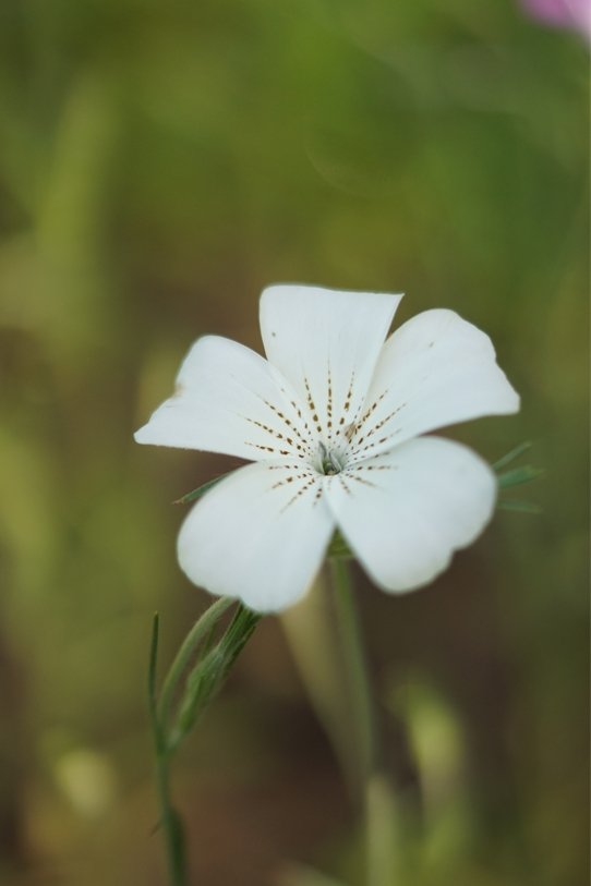 Agrostemma