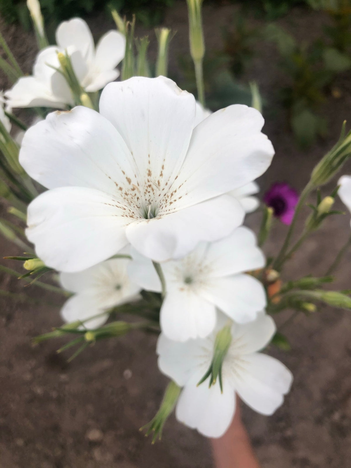 Agrostemma githago "Queen White"