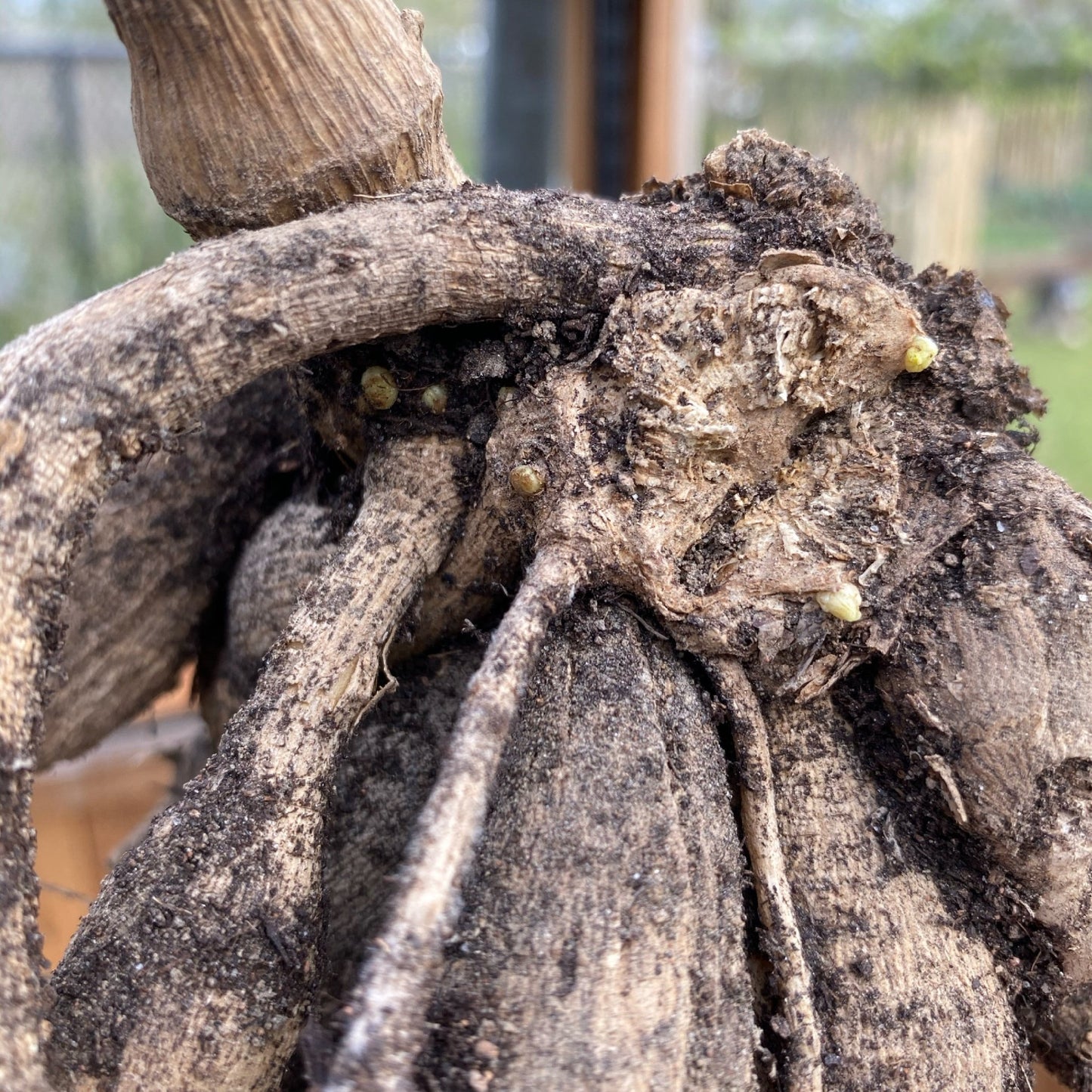 Dahlia Andrea Lawson Knollen