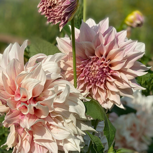 Dahlia Cafe au Lait