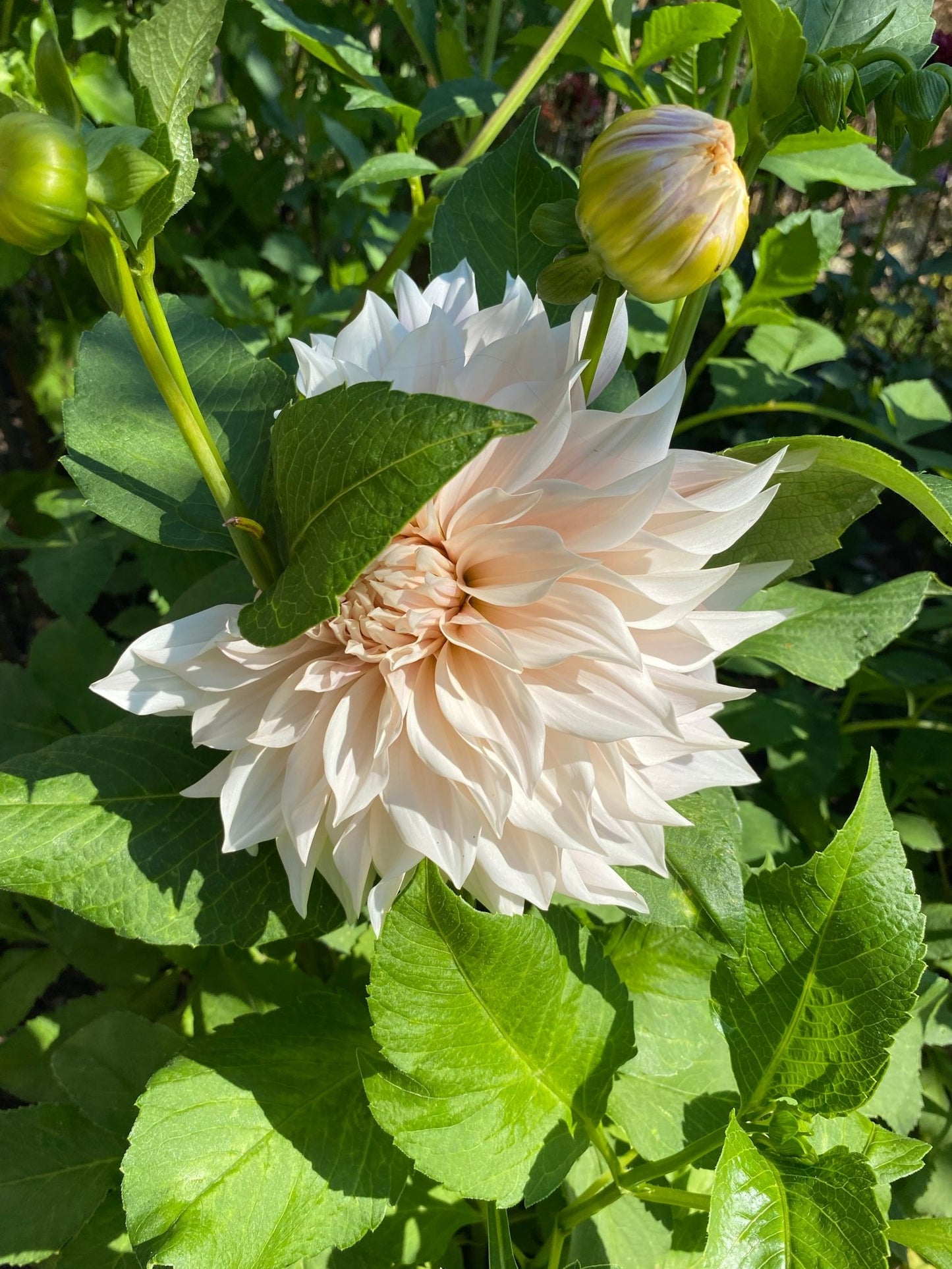 Dahlia Cafe au Lait