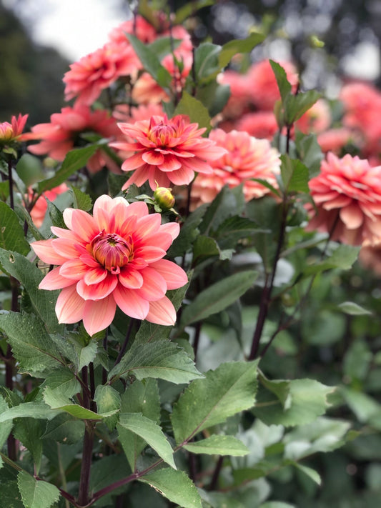 Dahlia Nicholas Knollen