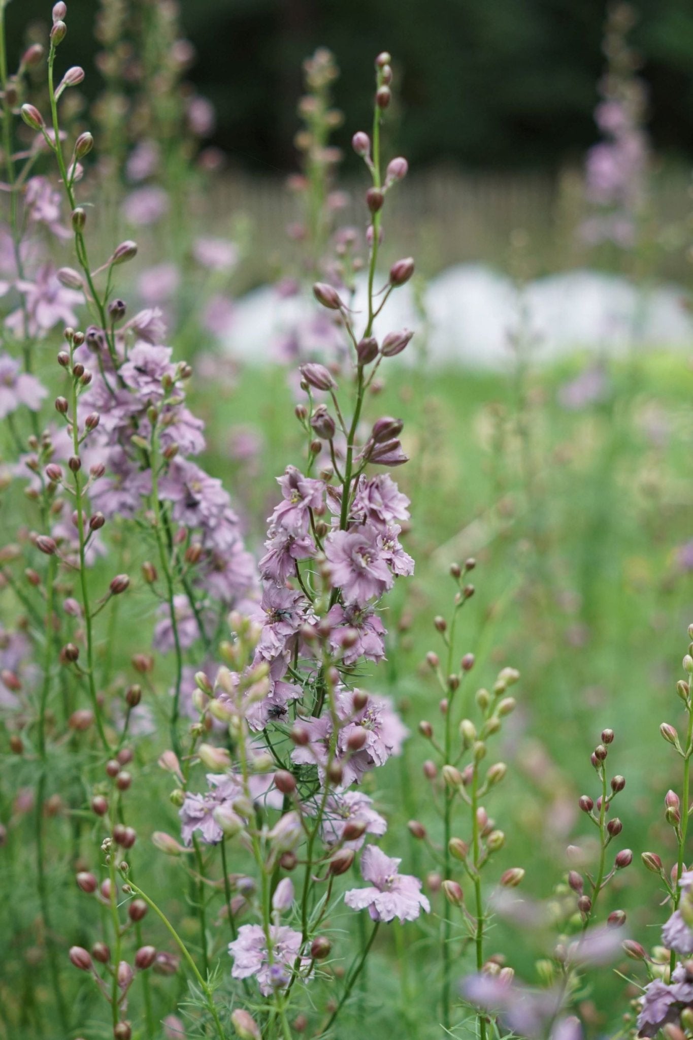 larkspur misty lavender seeds Buy Consolida Ajacis
