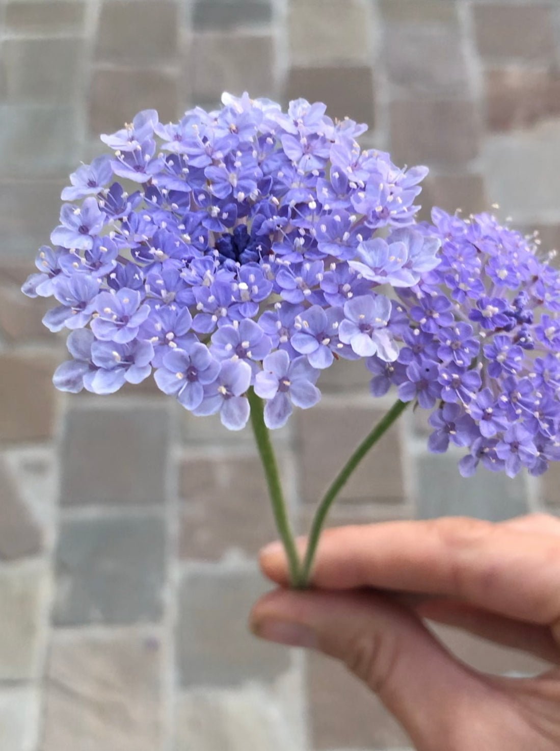 Didiscus caerulea lace "Mix"