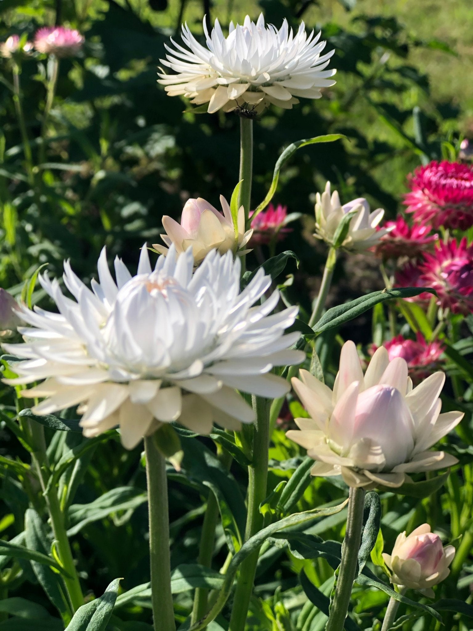 Strobloem 'Weiß' – Helichrysum bracteatum