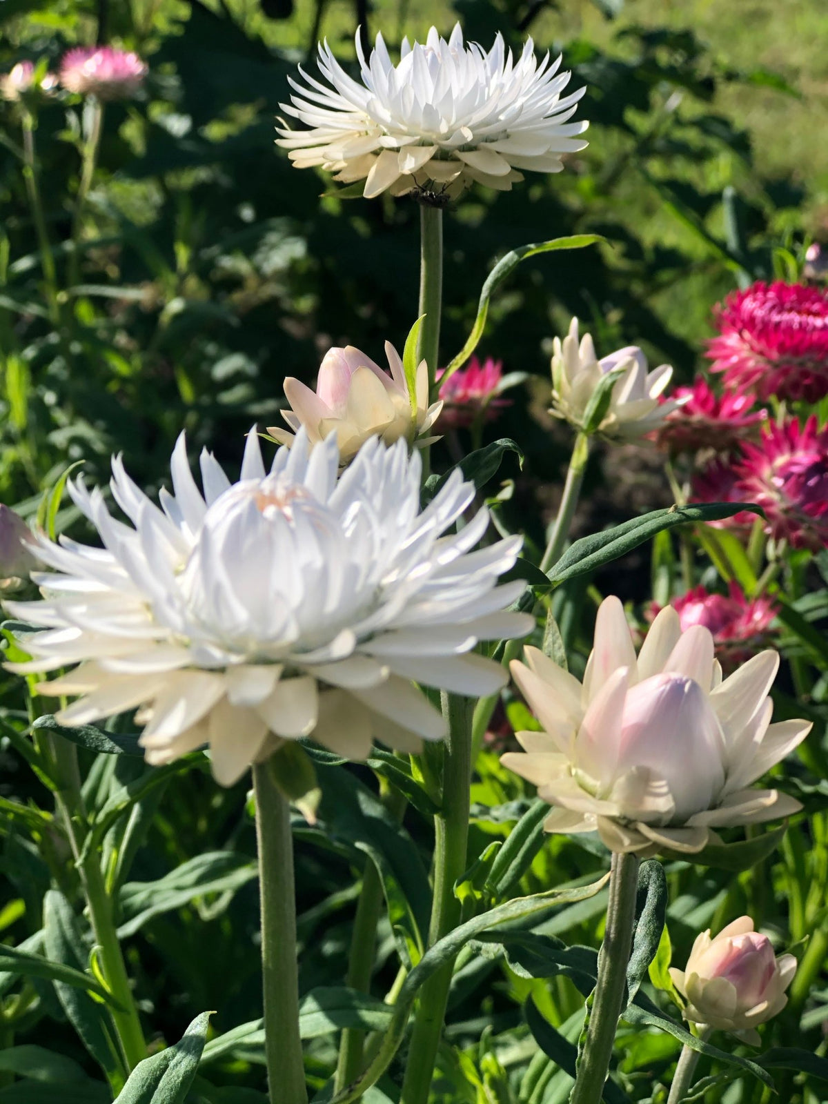 Strawflower ‘White’ – Helichrysum bracteatum | White Dried Flower