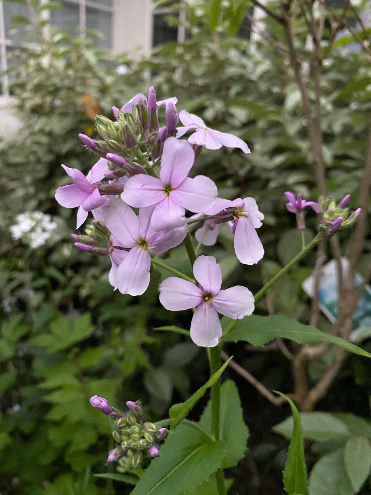 Hesperis Matronalis - Mix White and Lavender