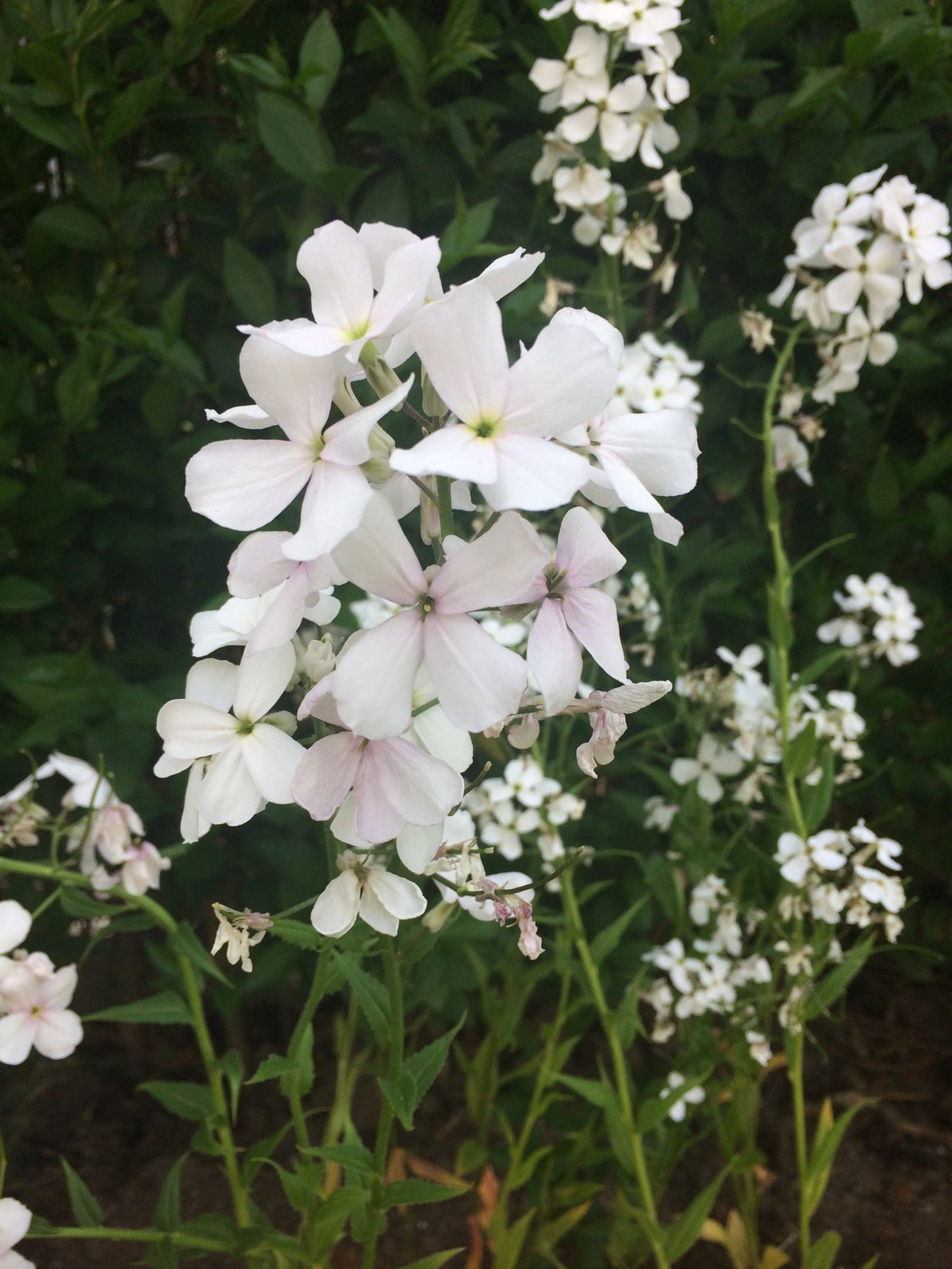 Hesperis Matronalis - Mix White and Lavender