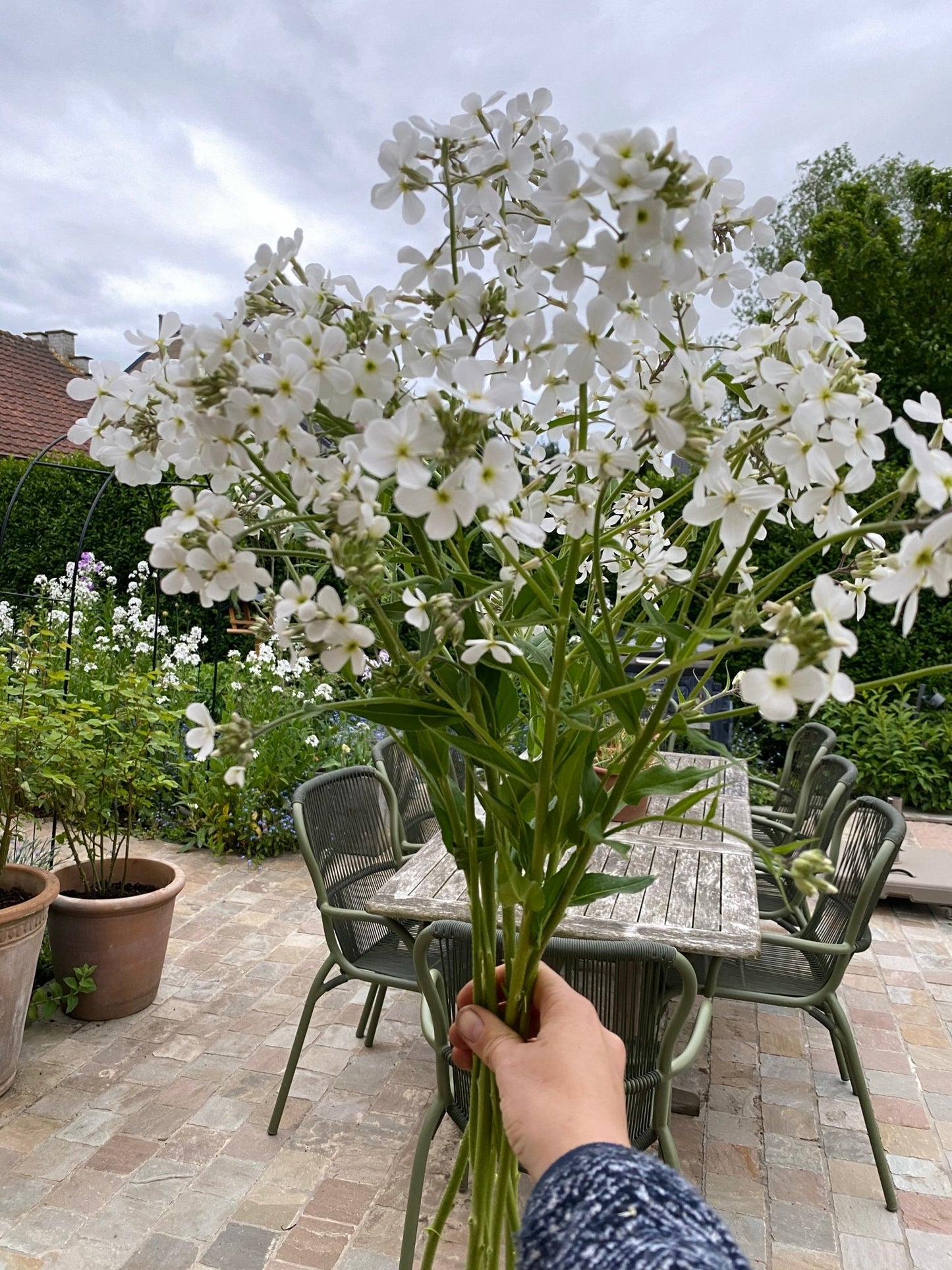 Hesperis Matronalis - Damastblume - Mischung Weiß & Lavendel